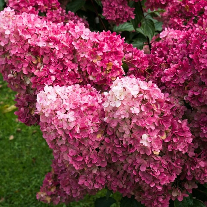 Гортензія волотиста ‘Fraise Melba’ ​