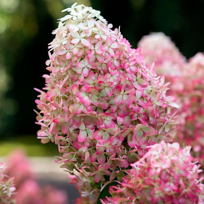 Гортензія волотиста ‘Royal Flower‘​