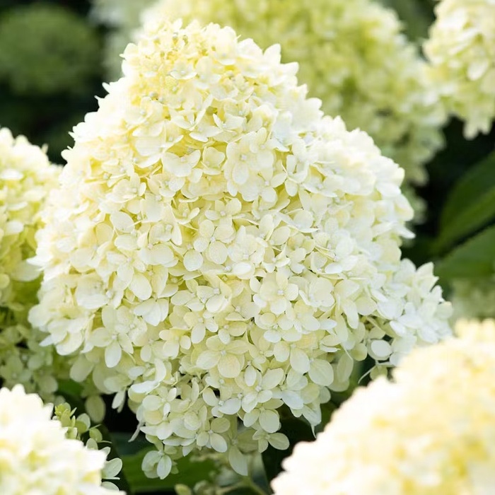 Гортензія волотиста ‘Living Cotton Cream’