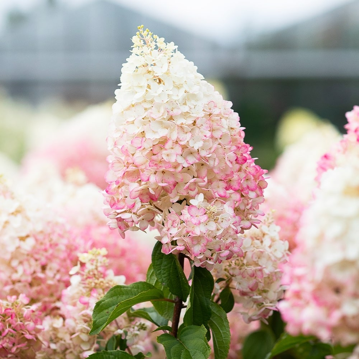 Гортензія волотиста ‘Strawberry Blossom‘​